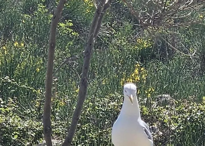 Appartement Bili Galeb *