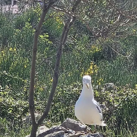 Apartment Bili Galeb *